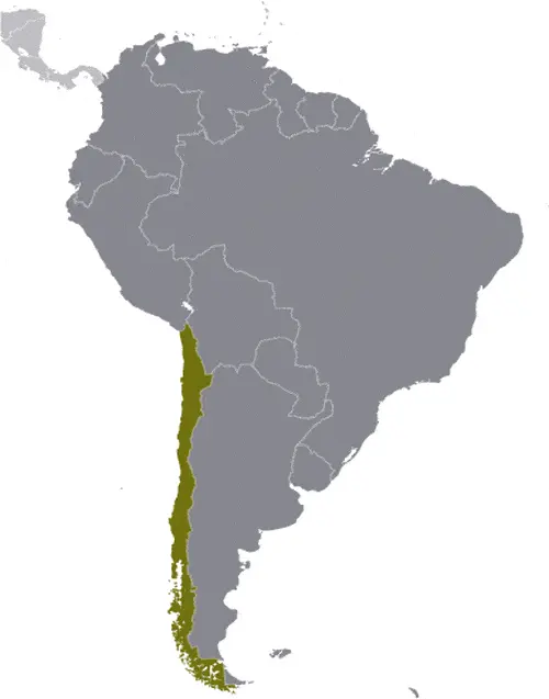 This image shows the location of Chile, South America. For more geographical details of Chile, please see this page below.
